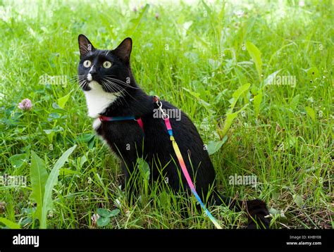 Black And White Cat Walking On Harness Is Sitting On Green Meadow And Carefully Is Looking