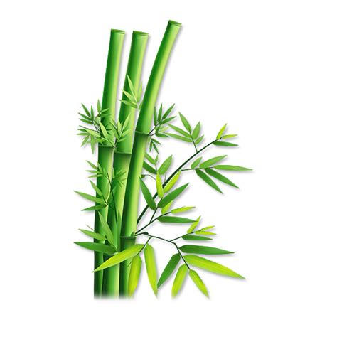 Bambu Png The Bamboos Are Evergreen Perennial Flowering Plants In The