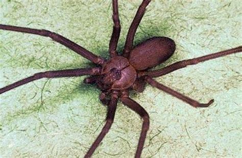 Brown Recluse Spiders Invade Southeast Missouri House News