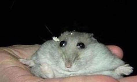 Facetime Rat ~ Facetime Hamsters Heath Growrishub