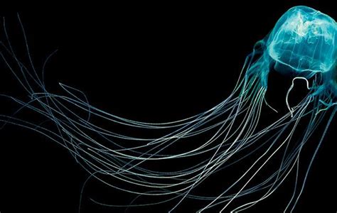 Box Jellyfish Are More Deadly To Humans Than Sharks But