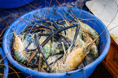 The bluefish (pomatomus saltatrix) is the only extant species of the family pomatomidae. Blue bucket of crabs on sale at a fish market : Anipixels