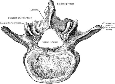 Third Lumbar Vertebra From Above Clipart Etc
