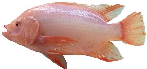Ikan talapia masak lemak ciliapi berapi. Pemborong dan Penjual: Ikan Tilapia Merah, Hitam dan Biru