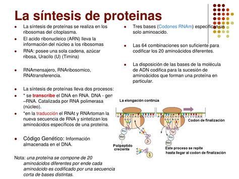 Ppt CÓdigo GenÉtico Y SÍntesis De ProteÍnas Powerpoint Presentation