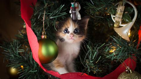 A Little Cute Kitten Is Sitting On A Festive Christmas Tree For The New