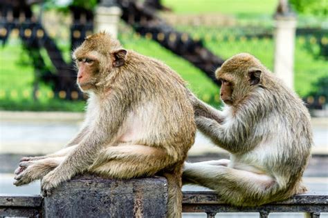 Monkey Social Skill Lopburi Thailand Stock Photo Image Of Thailand