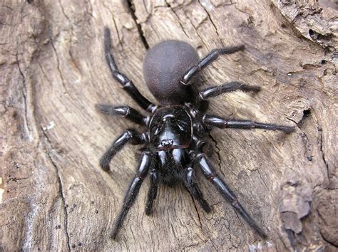 The 10 Most Dangerous Animals In Australia Spiders Snakes