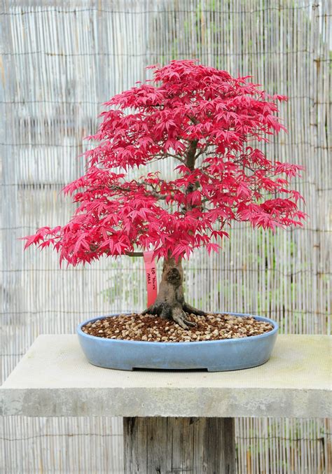 What Does A Japanese Maple Tree Look Like