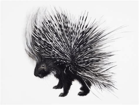 Porcupine Drawing Pencil Sketch Colorful Realistic Art Images