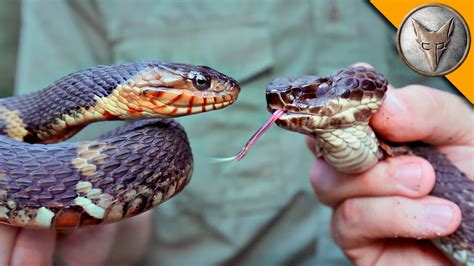 Water Snake Vs Water Moccasin Belly Snake Poin