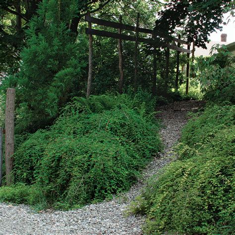 Shrubs For Slopes Finegardening