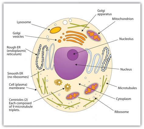 Both prokaryotic and eukaryotic cells are alike in some ways and share some common features that are given below elodea is a plant genus, and thus is a eukaryote. Eukaryotic Cells Diagram — UNTPIKAPPS