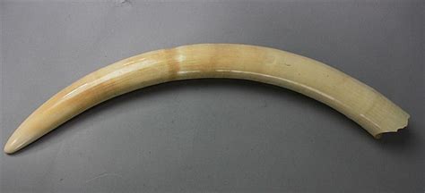 Lot Indian Ivory Carved Tusk