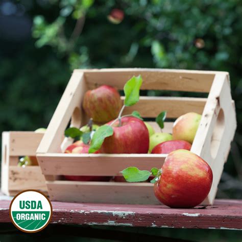 Organic Honeycrisp Apples For Sale Buy Online Chelan Ranch