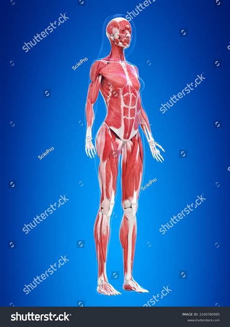 3d Rendered Illustration Female Muscle System Stock Illustration
