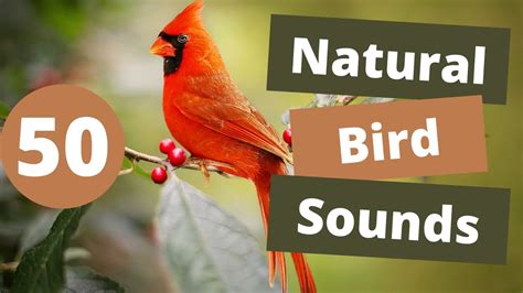 50 Natural Bird Sounds Royalty Free Nature Sound Effects No Copyright