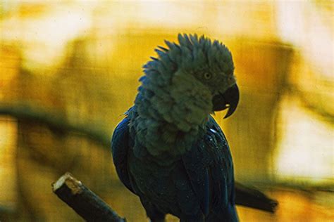 The Blue Macaw Parrot Made Famous In Rio Is Officially Extinct In The