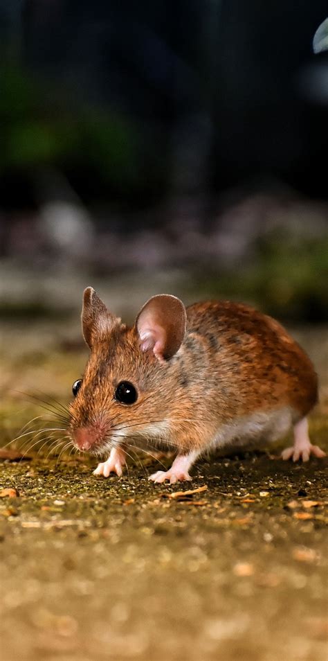 Cute Little Wood Mouse About Wild Animals