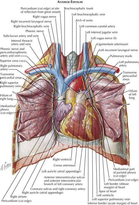 Anatomy Of Chest Cavity Mediastinum Anatomie Einteilung Und Strukturen Kenhub The