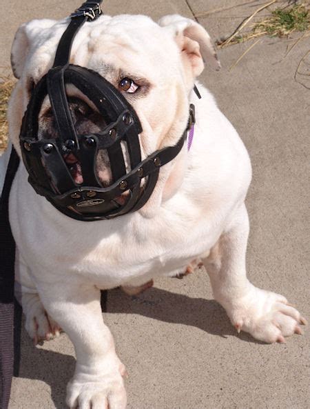 This is a popular breed with a long history. You Should Get Ideal Leather Mesh Dog Basket Muzzle for ...