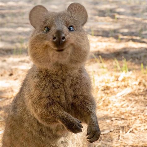 Curious quokka hopping out of the bushes to smell us on a break from our bike ride on rottnest island, western australia. Suzana Paravac on Instagram: "Quokkas are nature's ...