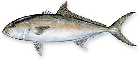 Download Fillet Greater Amberjack Fish Full Size Png Image Pngkit