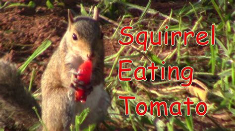 Squirrel Eating Tomatoes Youtube