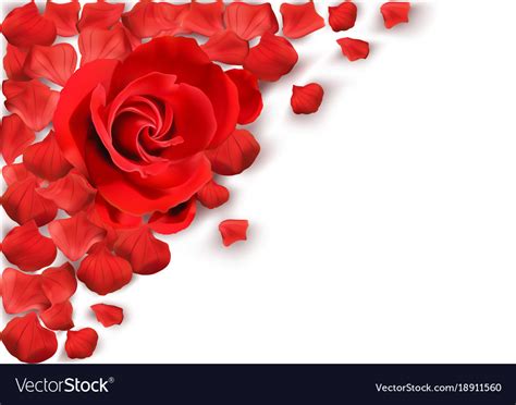 White Background With Red Rose Royalty Free Vector Image