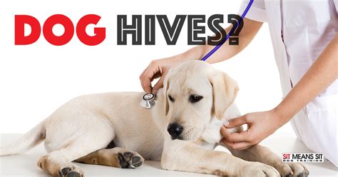 What Are Causes Of Hives In Dogs Continental Clinic