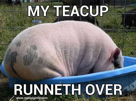 Teacup Has Runneth Over Micro Pigs Pig Memes Cute Piglets