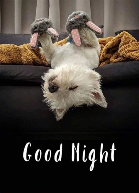 Pin By Trisha Kauffman On Westie Cute Good Night Cute Animals Good