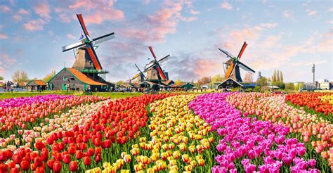 Qual A Melhor Época Para Ver As Tulipas Na Holanda Blog Das Flores