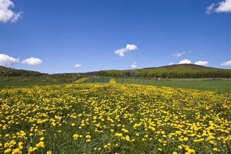 Flowery Field Stock Photo Image Of Trip Distant Valley 7560946