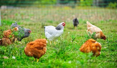 One hen campaign project team in durban, south africa receiving an award won during the… chicken farming business plan pdf South Africa | Organic ...