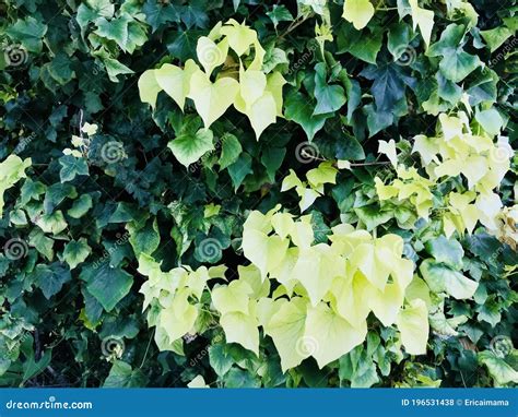Green Ivy Leaves Dark Green And Light Green Stock Photo Image Of