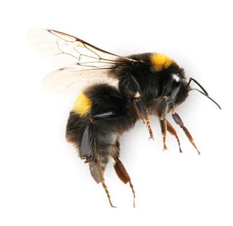 Affordable Pest Control And Bee Removal / Ak affordable pest control and lawn care. - haigoost