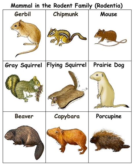 Animal Mammals Chart Pets Lovers