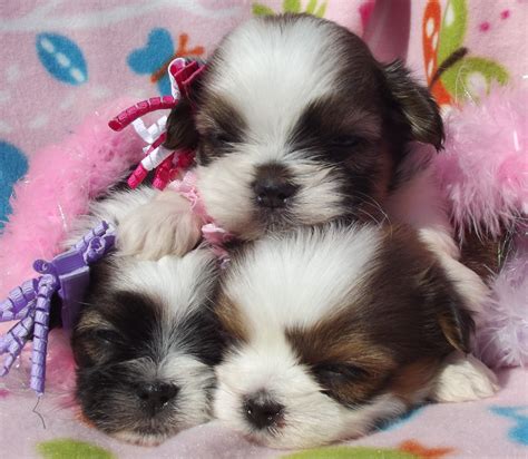 Cats that don't shed much will still require. Why we Breed What we Breed | Holistically Raised Puppies
