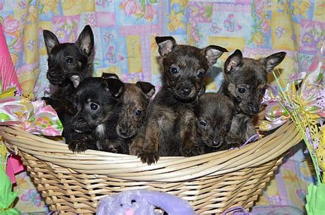 Scotchi Scottish Terrier Chihuahua Mix Info And Pictures