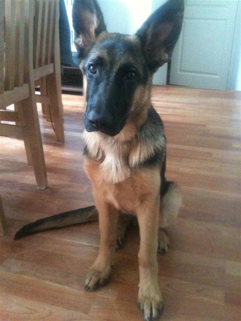 Is My 45 Month Gsd Puppy Too Skinny German Shepherd Dog Forums