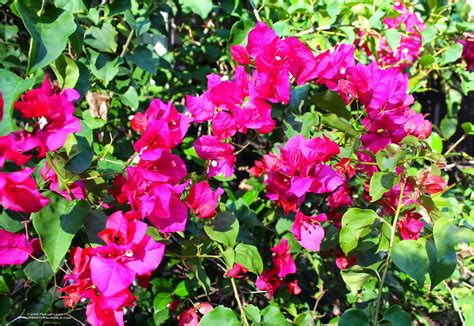 Red Flowering Bushes In Florida Garden Inspiration Best Red Flowering