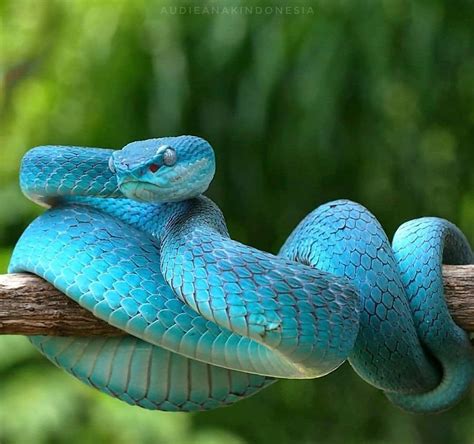 Discover Wildlife On Instagram Light Blue 🐍 Photography By