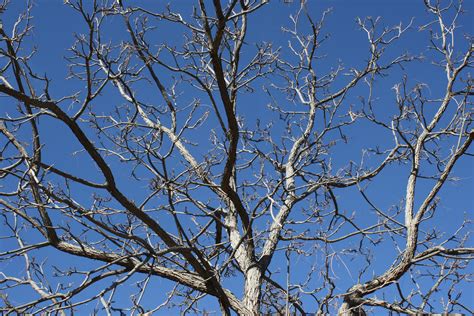 Tree Branches Against Blue Sky Picture Free Photograph Photos