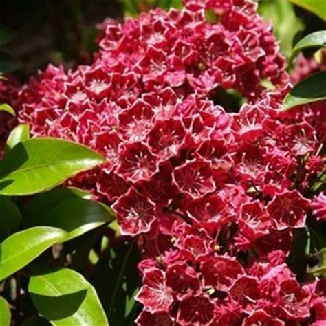 Other names it may be known are sweet bay and true laurel. Mountain Laurel - Gammon's Garden Center & Landscape Nursery