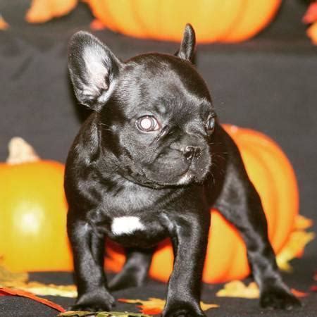 French bulldog fanciers of southern california. Akc French Bulldogs for Sale in Bakersfield, California ...