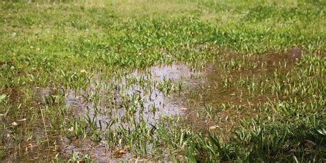 Overwatered Your Grass What To Do And How To Avoid It Rain Bird