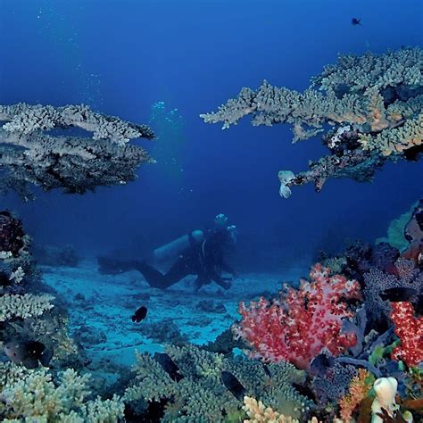 3 Challenging Bali Diving Spots For Advanced Diving Pinkvisualpass2