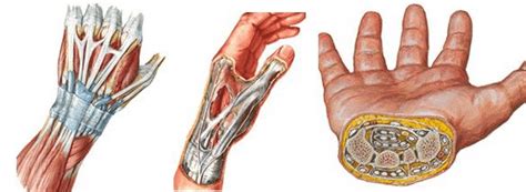 Huesos De La Mano ¿cuántos Son Anatomía Funciones Partes Y Más