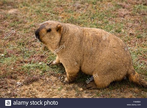 India, Himachal Pradesh, Sarchu, wildlife, Himalayan Marmot, Marmota